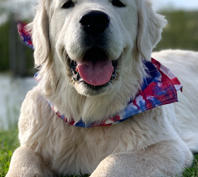 MurraysCOC-Goldens-Koda2