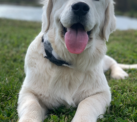MurraysCOC-Goldens-Koda3