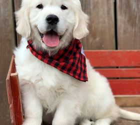 MurraysCOC-Goldens-Koda4