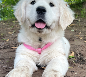 MurraysCOC-Goldens-Letty3