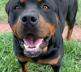 Honda Rottweilers Rhonda's Rottweilers - Back Road Boarding