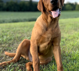 Lauden-Lab-Wylder2