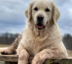 Murrays-Golden-Bianca5