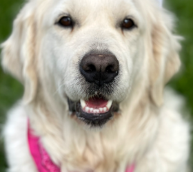 Murrays-Golden-Bianca6