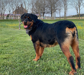 Rhondas-Rottweilers-Athena6