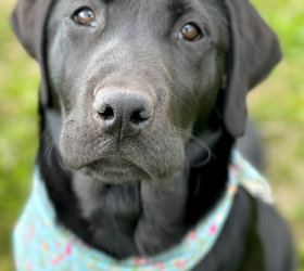 Lauden-Labs-Oaklee2