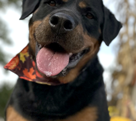 R-Rottweiler-Athena2