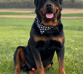 R-Rottweiler-Zeus2