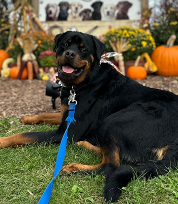 Rhondas-Rottweilers-Gallery1_24