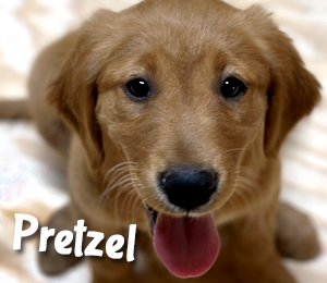 Murray's Cream of Crop Goldens Pretzel