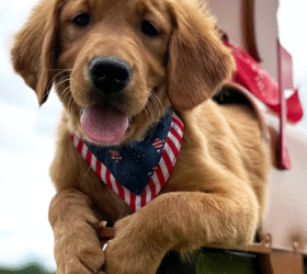 Murrays-Goldens-Pretzel2